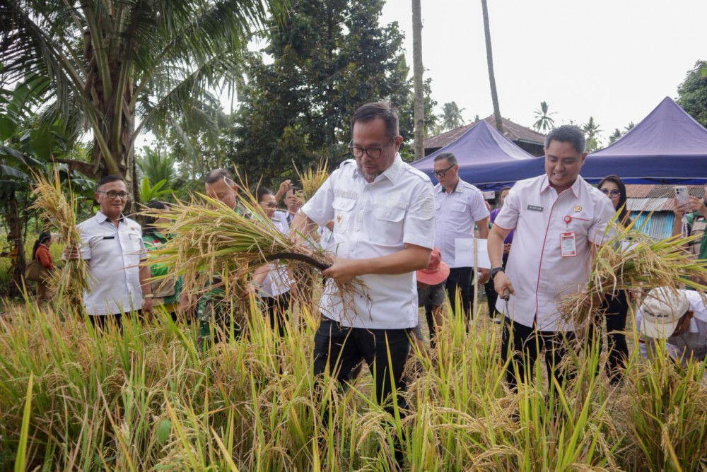 Panen Padi Gogo di Mapanget, Pemkot Manado Tegaskan Komitmen Ketahanan Pangan